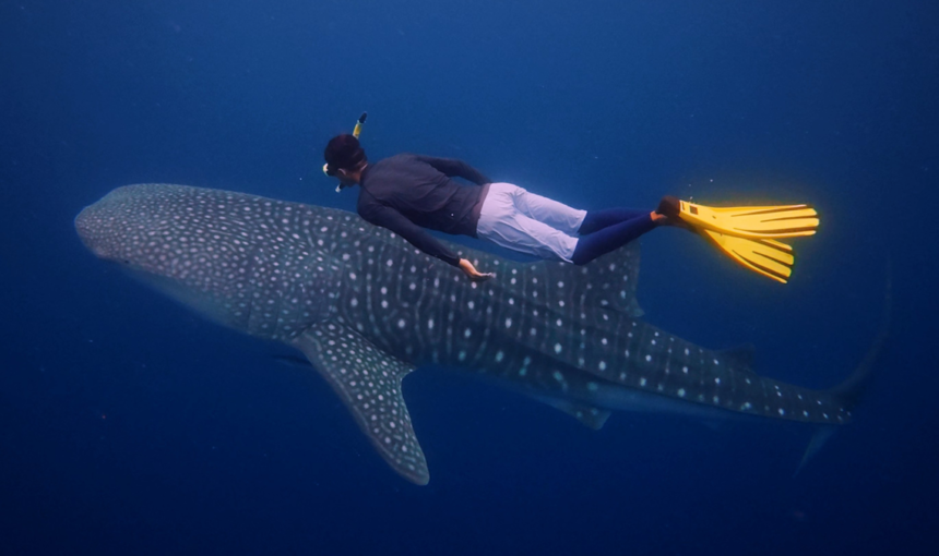 Swimming with Whale Sharks in Saleh Bay