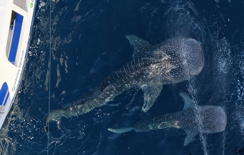 Whale Shark Interaction Guidelines